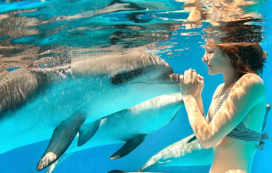 Swim with Dolphin