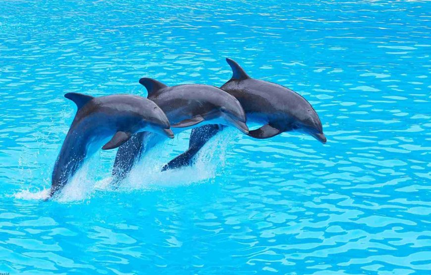 Swim with Dolphin